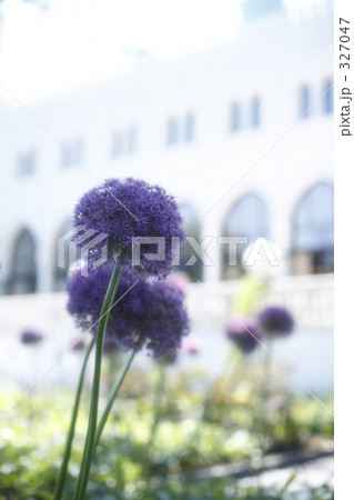 purple & white purple & white 327047