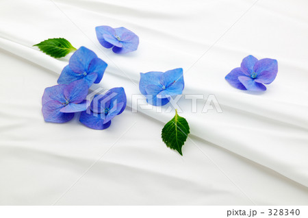 あじさい あじさい 328340