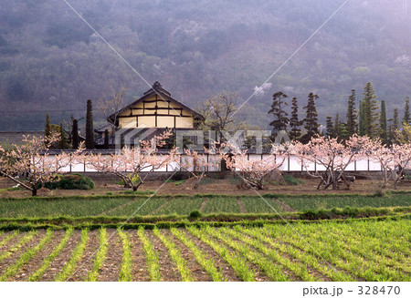 昭和の風景・あんずの花咲く 昭和56年 昭和の風景・あんずの花咲く 昭和56年 328470