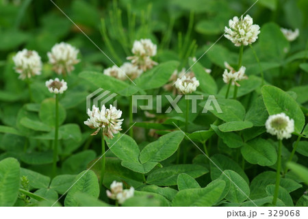 シロツメクサ 329068