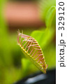 ハエトリグサ - 食虫植物 329120
