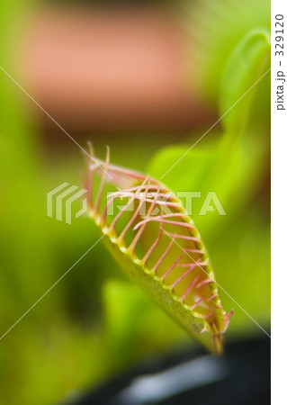 ハエトリグサ - 食虫植物 329120