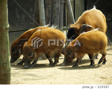 アカカワイノシシ 横 329387