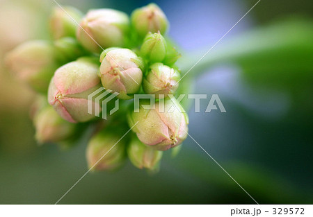 カランコエ カランコエ 329572