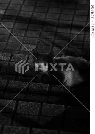 路地裏の猫２ 329654