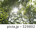 木漏れ日 329802