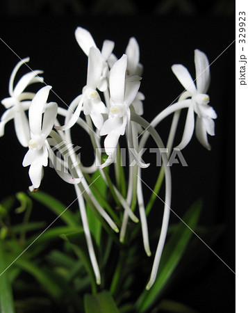 風蘭の花 329923