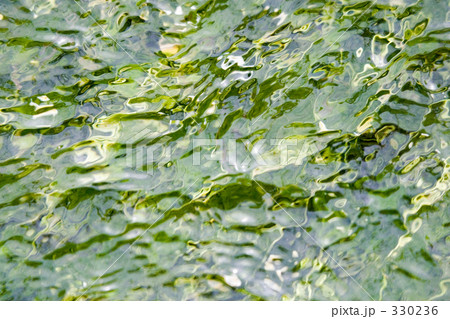 水中に揺らめく梅花藻 水中に揺らめく梅花藻 330236