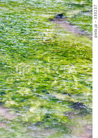 水中に揺らめく梅花藻 330237