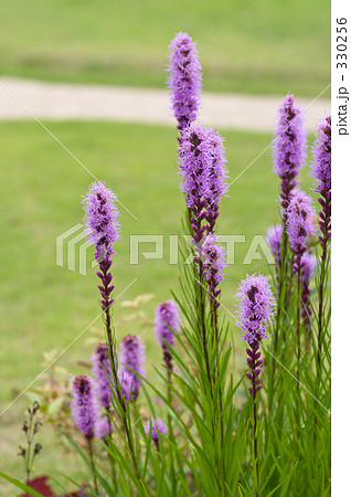 リアトリス 330256