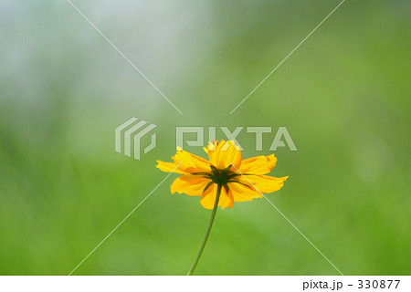 キバナコスモス 330877