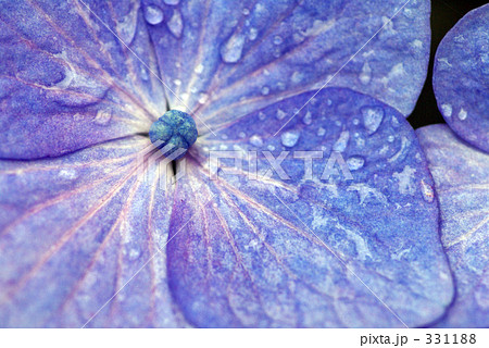 紫陽花 紫陽花 331188