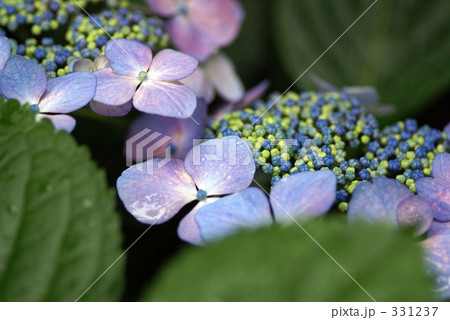 紫陽花 331237