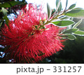 カリステモン 331257