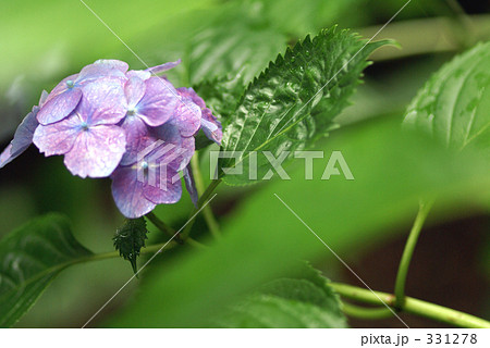 紫陽花 331278