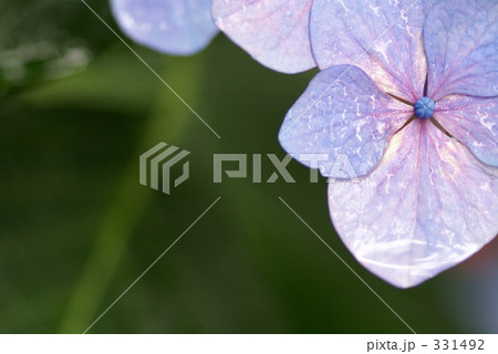 紫陽花 紫陽花 331492