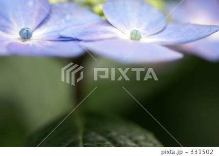 紫陽花 331502