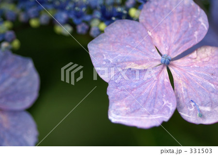 紫陽花 331503