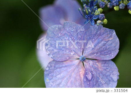 紫陽花 331504