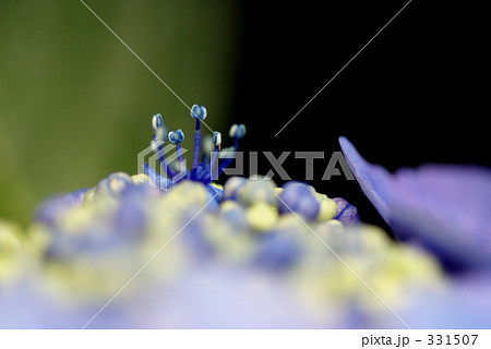 紫陽花　 331507