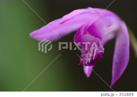 紫藍 (シラン) 紫藍 (シラン) 331809