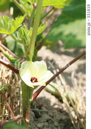 野菜の花　オクラ 331819