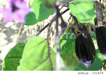 健康有機野菜　ナス 331879