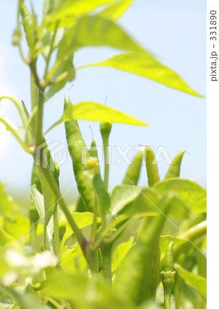健康有機野菜 早熟 とうがらし 健康有機野菜 早熟 とうがらし 331890