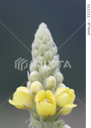 ビロード毛蕋花 332359