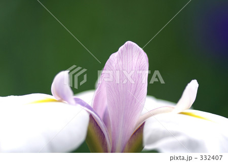 菖蒲 菖蒲 332407