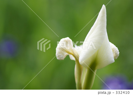 菖蒲 菖蒲 332410