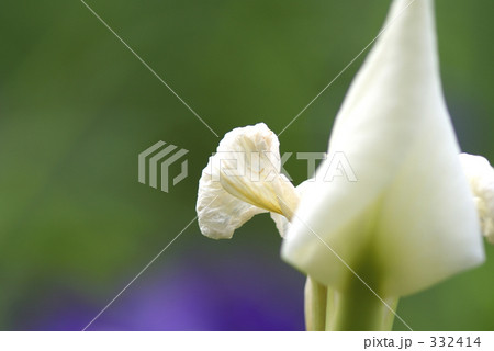 菖蒲 332414