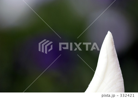 菖蒲 332421