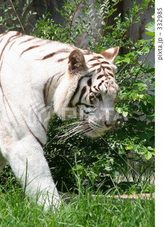 ホワイトタイガー 332985