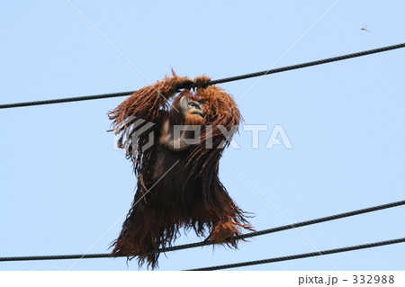 オランウータンの綱渡り 332988