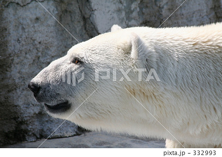 ホッキョクグマの横顔の写真素材