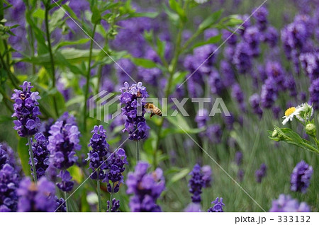 ＠ラベンダーとハチ 333132
