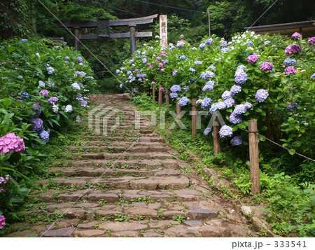 あじさい坂 333541