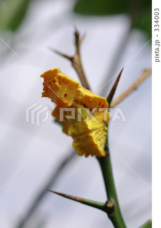 さなぎージャコウアゲハ 334003
