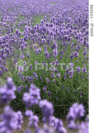 ラベンダー畑1 334098