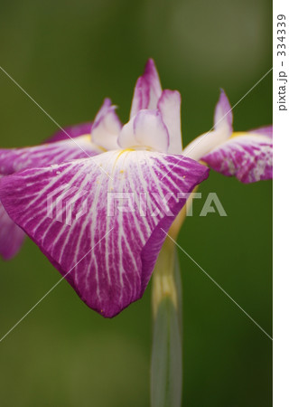 菖蒲 334339