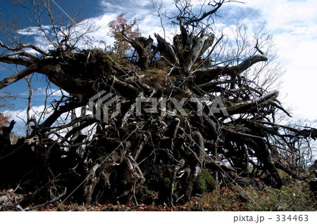 倒木の根っこ 倒木の根っこ 334463