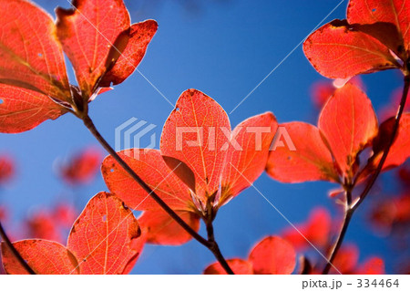 紅く染まって 334464