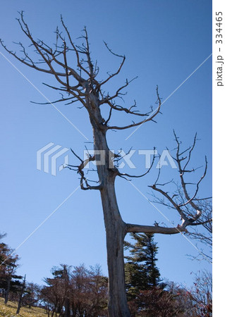 立ち枯れて 334465