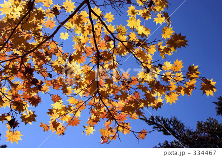 秋色のハーモニー 334467