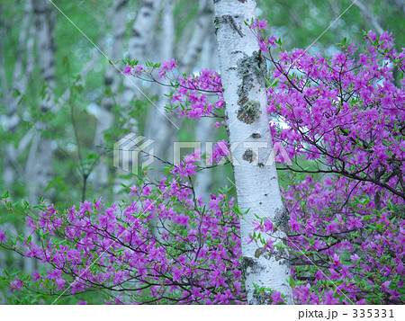 トウゴクミツバツツジ 335331