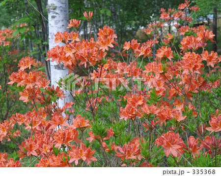 ツツジ 335368