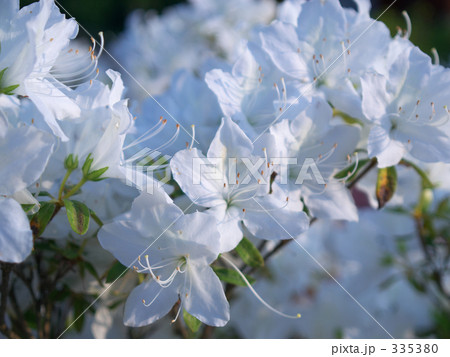 リュウキュウツツジ 335380