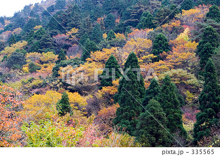 色づく山肌 335565