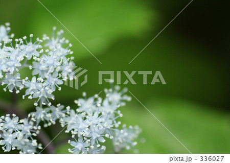 アジサイの花 336027